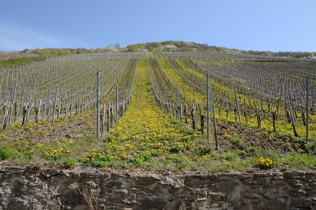 Апартаменты Weingut Rosenbaum Бридель Экстерьер фото